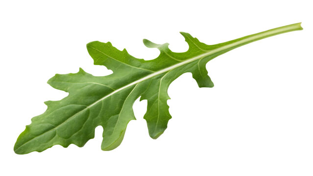 Arugula leaf isolated on a transparent background