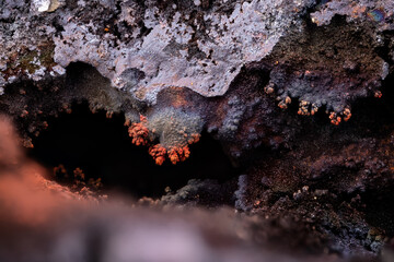 Limonite Oxide formation. Specimen from Mexico. Micro photography extreme close-up. microscope mineral crystal photography for Scientific use.