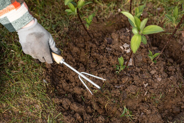 Gardener loosening soil around a hydrangea in spring garden using hand fork. Taking care of shrub...