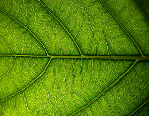 Obraz premium The intricate veins of a green leaf captured in macro detail, providing a natural and organic backdrop with a focus on texture.