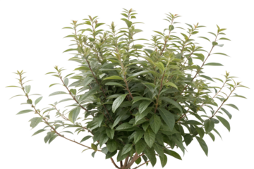 Catha edulis khat isolated on white background