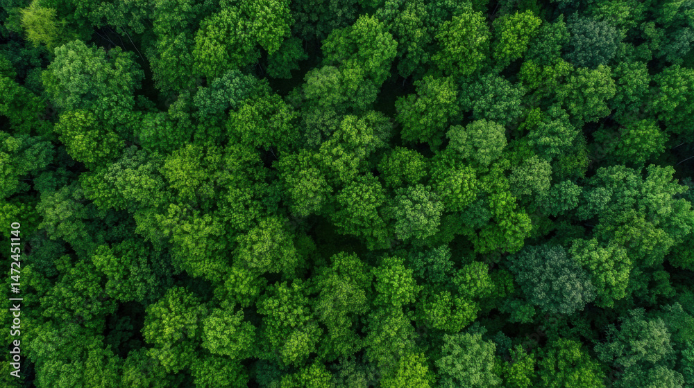 Poster Aerial view of a lush, green forest canopy, showcasing a dense collection of trees from a high-altitude perspective. : Generative AI