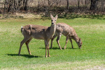 White-tailed Deer Feeding In An Urban Field In Spring In De Pere, Wisconsin