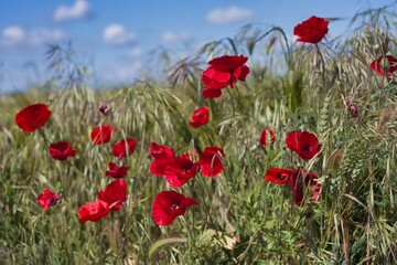 Vibrant red poppies blooming amidst green grass under a clear blue sky on a sunny day