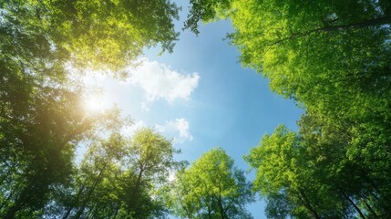 Obraz premium Sunlight streams through lush green canopy, creating a vibrant, natural frame against a bright blue sky. The view is from below, looking upwards. : Generative AI
