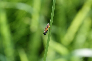 Selandria, a type of sawfly, on a blade of grass