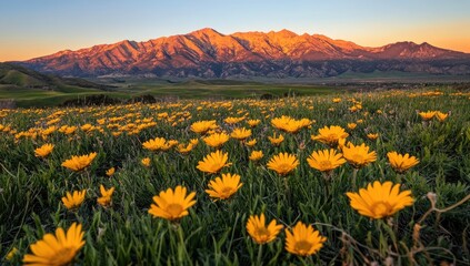 Fototapeta premium Golden wildflowers carpet a valley floor, mountain range at sunrise. Lush meadow of vibrant yellow blossoms, nestled at the foothills of a majestic mountain