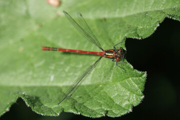 Large Red Damselfly (Pyrrhosoma nymphula)