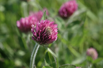 Detail of Red Clover (Trifolium pratense)