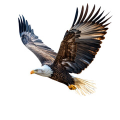 Naklejka premium Majestic bald eagle soars against the inky sky, a symbol of freedom and power