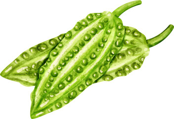 watercolor bitter melon