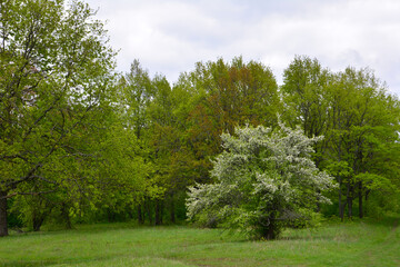 A serene springtime landscape featuring a blooming tree, green foliage and a peaceful meadow