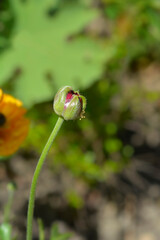 Red Persian buttercup flower bud - Latin name - Ranunculus asiaticus
