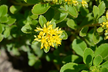 Orange Stonecrop yellow flowers - Latin name - Sedum kamtschaticum var. floriferum  Weihenstephaner Gold