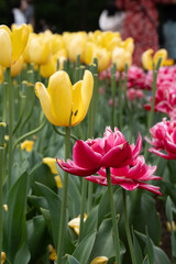 Colorful tulips in full bloom at Keukenhof Gardens, Netherlands, captured in spring 2025. A vivid scene of Dutch springtime beauty and floral diversity.