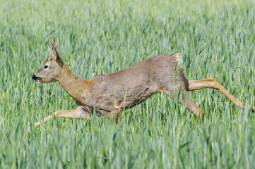 roe deer male. Capreolus pygargus