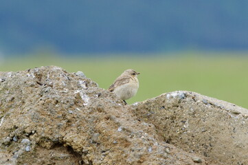 Isabella wheatar young. Oenanthe isabellina