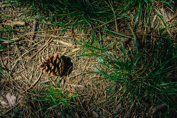 A pinecone in the forest on the ground