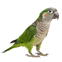 Obraz premium green and gray parrot, png transparent background