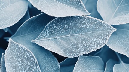 Obraz premium Frosted Green Leaves with Dew Drops on Blue Background