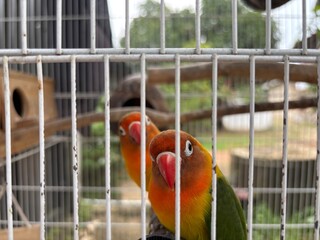 Pair of Colorful Lovebirds Looking Out from Cage