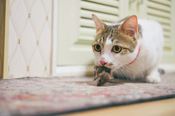 Domestic cat carrying small rodent rat  in house, cat catching a mouse.