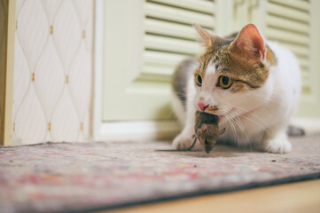 Domestic cat carrying small rodent rat  in house, cat catching a mouse.