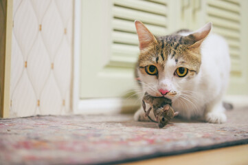 Domestic cat carrying small rodent rat  in house, cat catching a mouse.