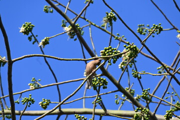 Brahminy starling or brahminy myna sitting on White Silk Cotton Tree. This bird is sucking the nectar of the flower of the White Silk Cotton Tree. Sturnia pagodarum. Member of the starling family.