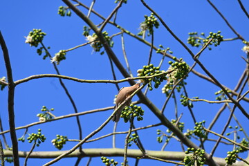 Brahminy starling or brahminy myna sitting on White Silk Cotton Tree. This bird is sucking the nectar of the flower of the White Silk Cotton Tree. Sturnia pagodarum. Member of the starling family.