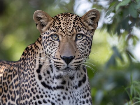 A majestic female leopard gazes intensely, showcasing her vibrant spotted coat and captivating eyes.