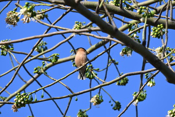Brahminy starling or brahminy myna sitting on White Silk Cotton Tree. This bird is sucking the nectar of the flower of the White Silk Cotton Tree. Sturnia pagodarum. Member of the starling family.