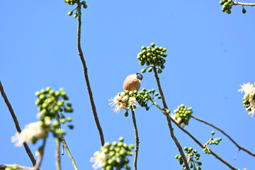 Brahminy starling or brahminy myna sitting on White Silk Cotton Tree. This bird is sucking the nectar of the flower of the White Silk Cotton Tree. Sturnia pagodarum. Member of the starling family.