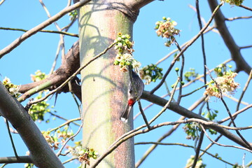 Brahminy starling or brahminy myna sitting on White Silk Cotton Tree. This bird is sucking the nectar of the flower of the White Silk Cotton Tree. Sturnia pagodarum. Member of the starling family.