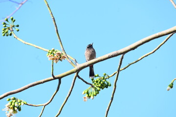 Brahminy starling or brahminy myna sitting on White Silk Cotton Tree. This bird is sucking the nectar of the flower of the White Silk Cotton Tree. Sturnia pagodarum. Member of the starling family.