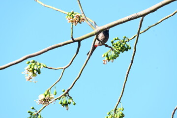 Brahminy starling or brahminy myna sitting on White Silk Cotton Tree. This bird is sucking the nectar of the flower of the White Silk Cotton Tree. Sturnia pagodarum. Member of the starling family.