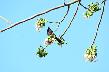 Brahminy starling or brahminy myna sitting on White Silk Cotton Tree. This bird is sucking the nectar of the flower of the White Silk Cotton Tree. Sturnia pagodarum. Member of the starling family.