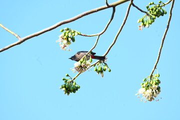 Brahminy starling or brahminy myna sitting on White Silk Cotton Tree. This bird is sucking the nectar of the flower of the White Silk Cotton Tree. Sturnia pagodarum. Member of the starling family.