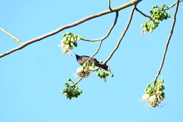 Brahminy starling or brahminy myna sitting on White Silk Cotton Tree. This bird is sucking the nectar of the flower of the White Silk Cotton Tree. Sturnia pagodarum. Member of the starling family.