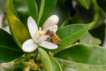 Close-up of a bee collecting pollen from white orange blossoms in spring. Biological agriculture. Environmental protection and biodiversity. 