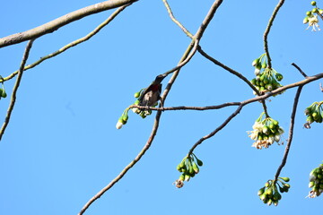 Brahminy starling or brahminy myna sitting on White Silk Cotton Tree. This bird is sucking the nectar of the flower of the White Silk Cotton Tree. Sturnia pagodarum. Member of the starling family.