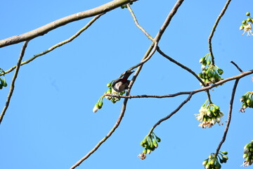 Brahminy starling or brahminy myna sitting on White Silk Cotton Tree. This bird is sucking the nectar of the flower of the White Silk Cotton Tree. Sturnia pagodarum. Member of the starling family.