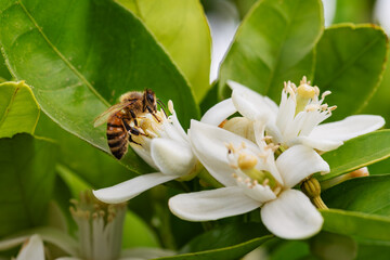 Close-up of a bee collecting pollen from white orange blossoms in spring. Biological agriculture. Environmental protection and biodiversity. 