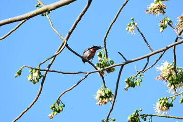 Brahminy starling or brahminy myna sitting on White Silk Cotton Tree. This bird is sucking the nectar of the flower of the White Silk Cotton Tree. Sturnia pagodarum. Member of the starling family.
