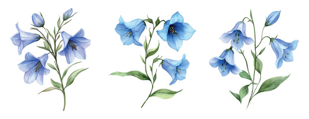 Watercolor set of blue bellflower flowers. Field and forest blue bellflower flowers watercolor. Field and forest flowers concept. Watercolor field botany.