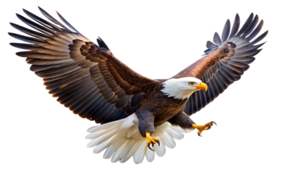 american bald eagle isolated on white background. Transparent PNG file available with high quality.