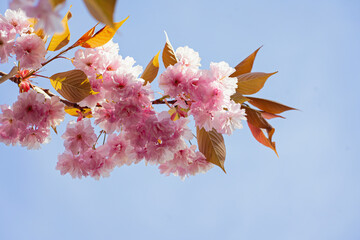 Blooming sakura tree with vibrant pink flowers and red leaves against a blue sky, creating a springtime atmosphere