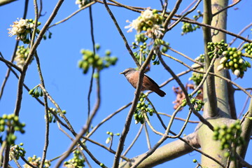 Brahminy starling or brahminy myna sitting on White Silk Cotton Tree. This bird is sucking the nectar of the flower of the White Silk Cotton Tree. Sturnia pagodarum. Member of the starling family.