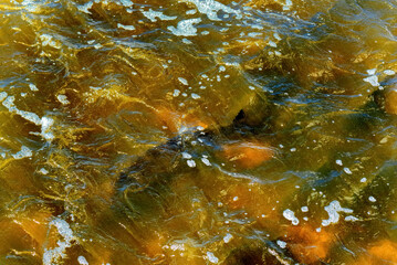 Lake Sturgeon Spawning At The Fox River Dam And Rapids At De Pere, Wisconsin, In Spring