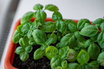 Small basil plants are growing in a terracotta pot on a windowsill, their leaves glistening with water droplets, promising fresh herbs for cooking